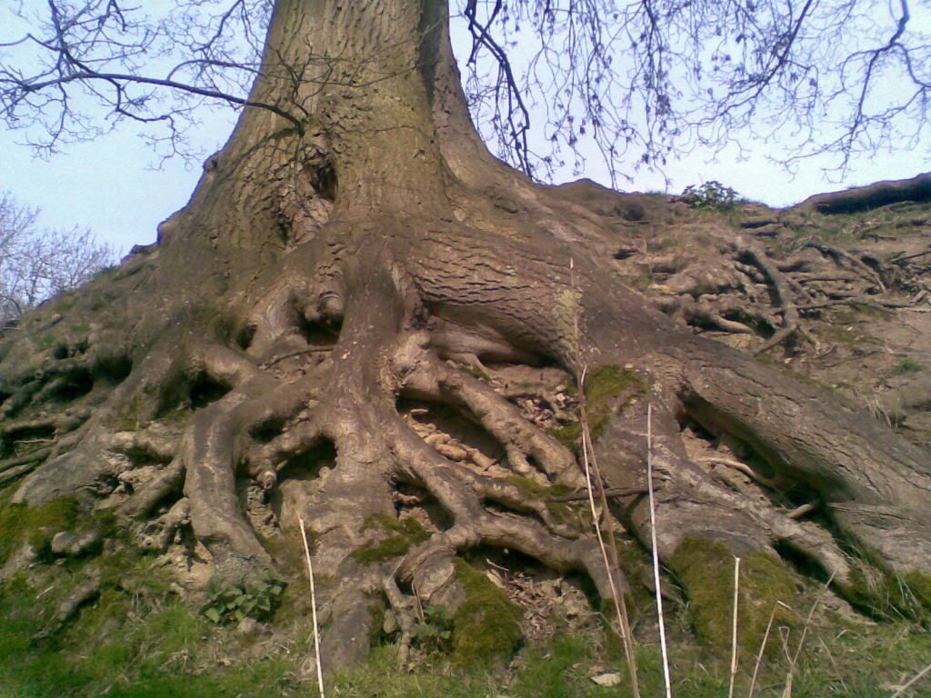 Tangled noodly roots of a tree