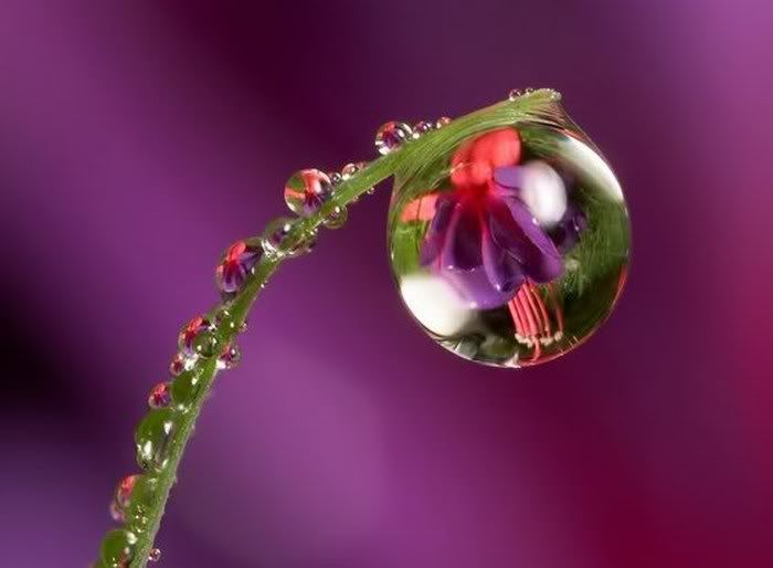 Beautiful Dew Photography