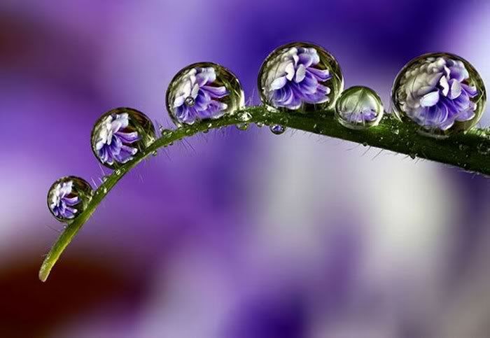 Beautiful Dew Photography