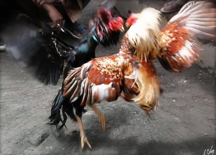 The cockfight is a 3000 years old and still very popular tradition in Indonesia 
