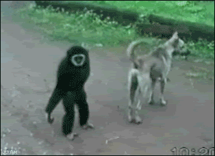 Monkey and dog playing funny