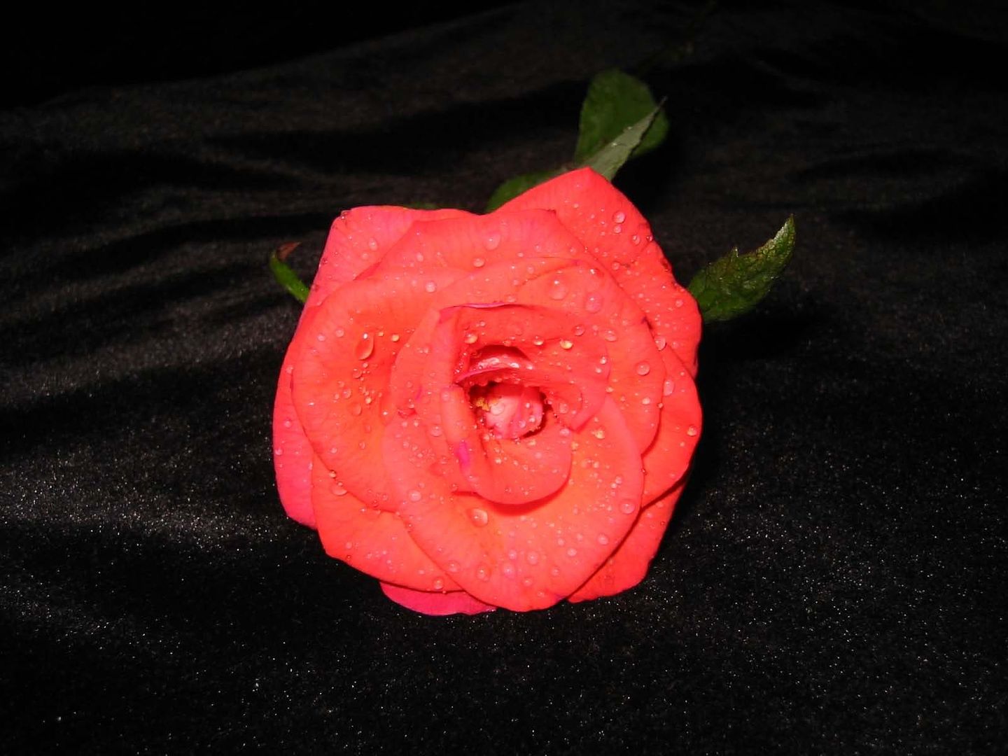 tomato rose