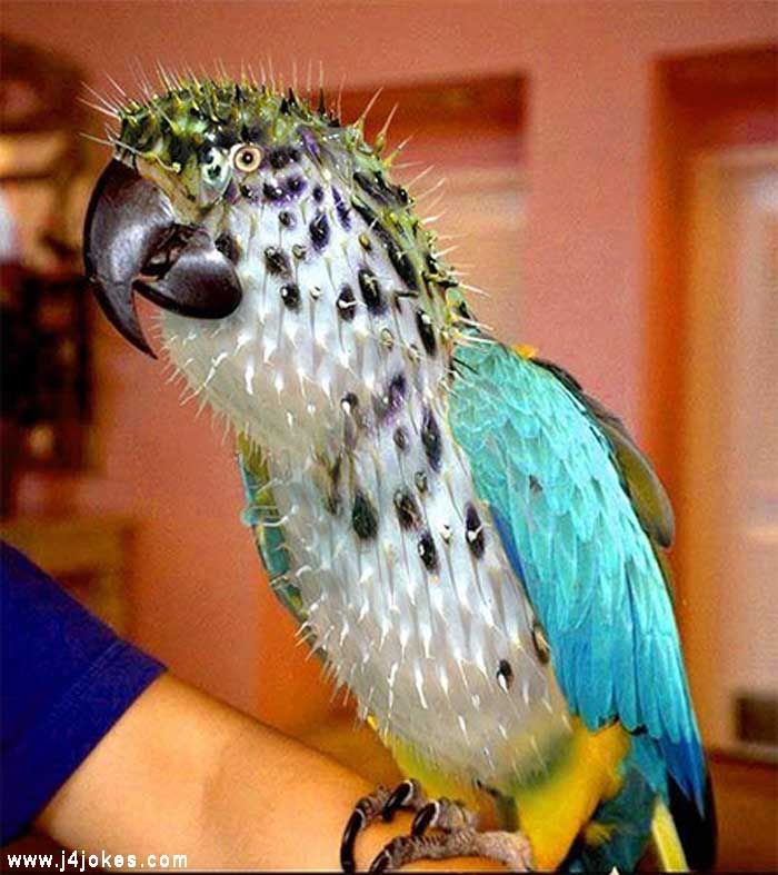 colourful parrot