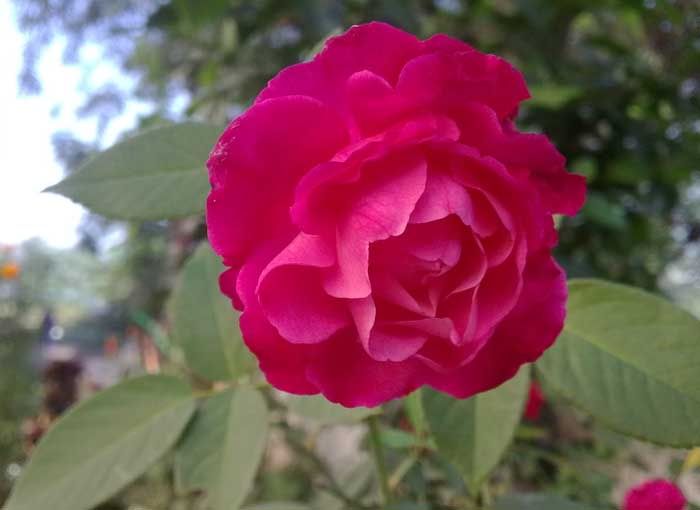 beautiful pink flower