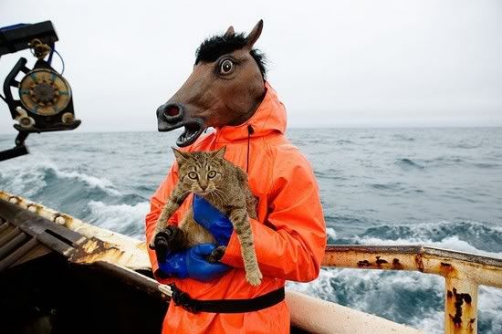 pictures of horse carrying cat