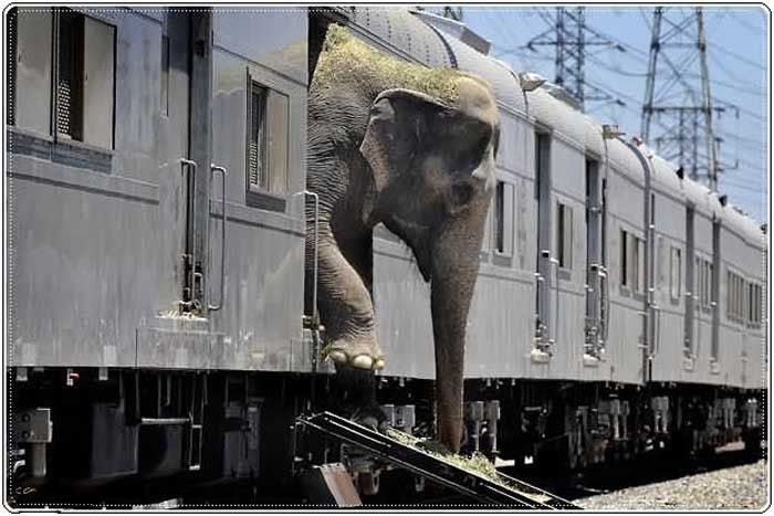 elephant and a train
