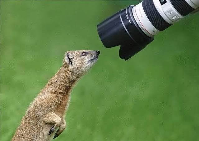 shooting of animal pictures