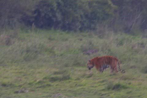 tiger walking away e kazi 131208
