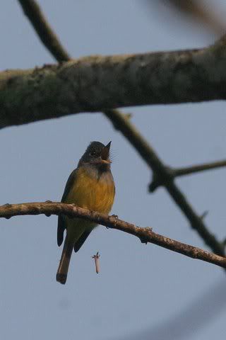 grey-headed canary flycatcher 141208 wildgrass