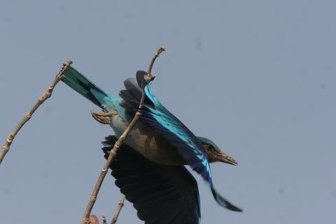 indian roller taking off 151208