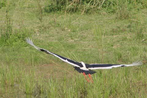 black-necked stork in flight