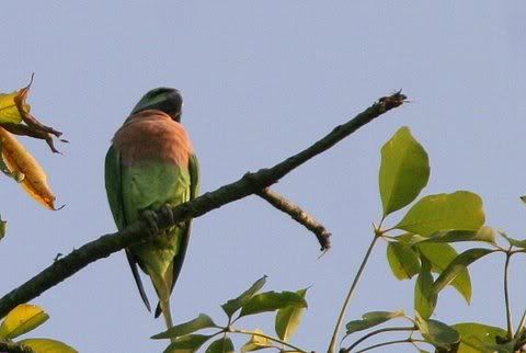 red-breasted parakeet 141208