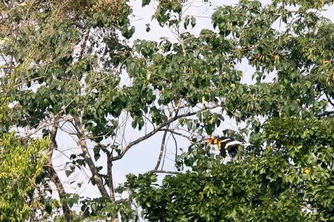 wreathed hornbill habitat patsoli camp nameri 151208
