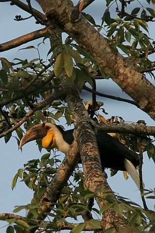 wreathed hornbill