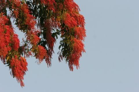 un id flowering tree jaibharolli riverbank nameri 161208 assam