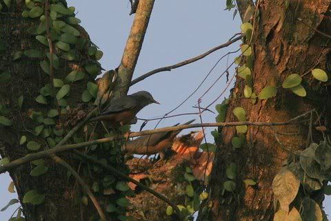 chestnut tailed starlings 161208 nameri