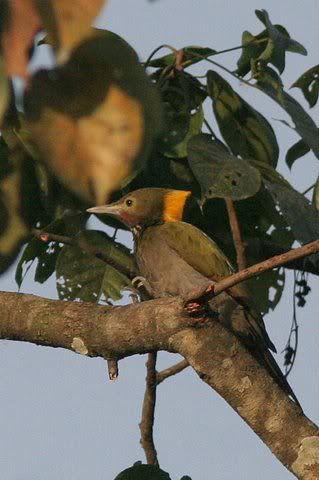 greater yellow-naped woodpecker nameri 161208