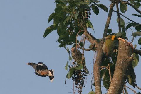 jungle mynah lineated barbet greater yellownaped woodpecker nameri 161208