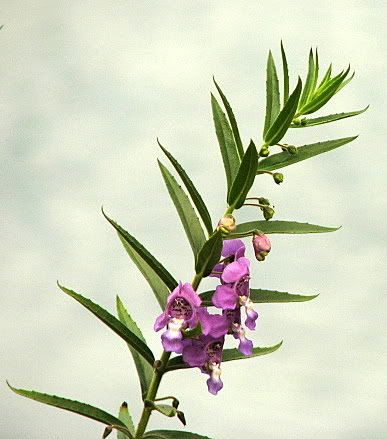 un id wildflower snapdragon like purple