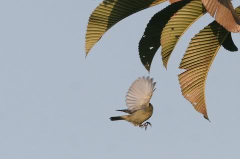 chestnut tailed starling wing matching elephant apple leaves 151208