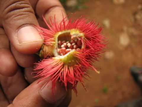 Bixa orellana flower with seeds inside