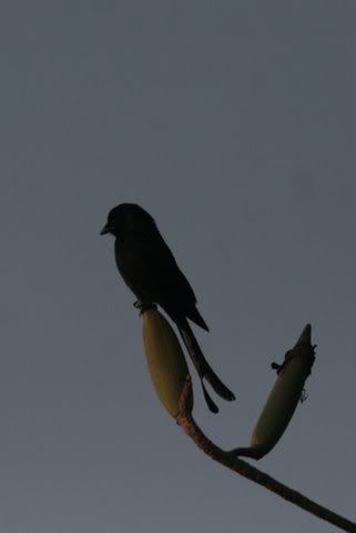 ashy drongo 271208