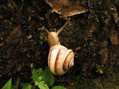 common snail