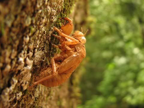 cicada pupa case
