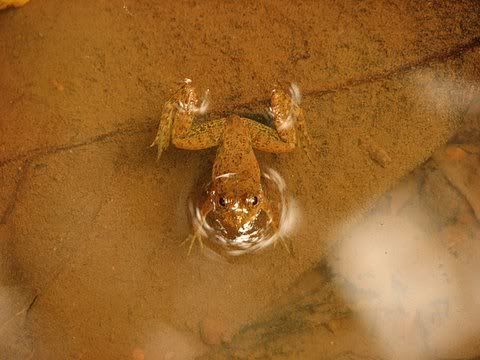 Skittering Frog, (Euphlyctis cyanophlyctis)