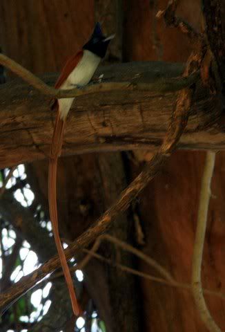 rufous paradise flycatcher monkey falls area valparai 100109