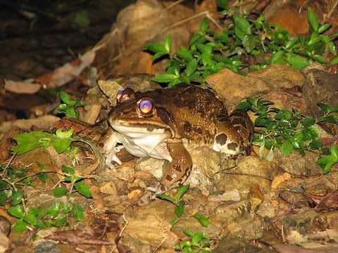 Indian bull frog (Hoplobatrachus tigerinus)
