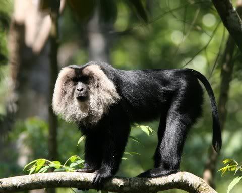 lion-tailed macaque puthuthottam area valparai 100109