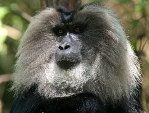 lion tailed macaque closeup 100109