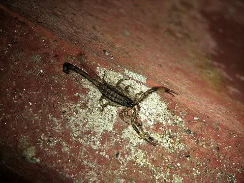 tiny scorpion