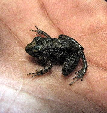 un id dark brown frog