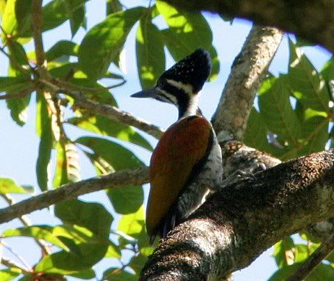 greater flameback woodpecker female 110109 chalakkudy road