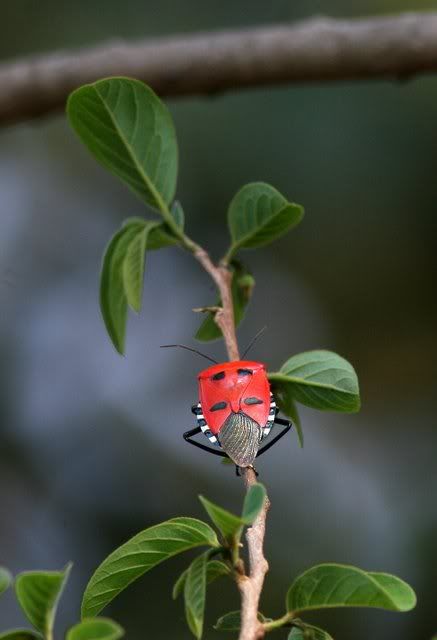 cotton stainer bug front 180409