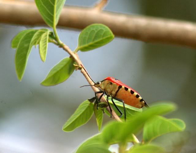 cotton stainer bug vs 180409