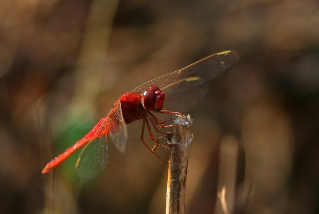 180409 scarlet marsh skimmer vs