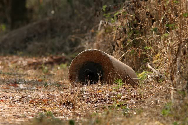 indian roller vs 180409