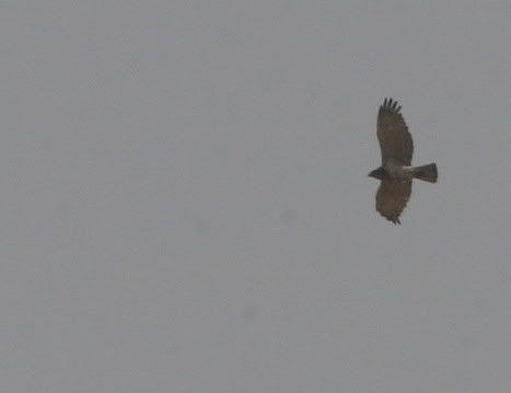 short-toed snake eagle vs 180409