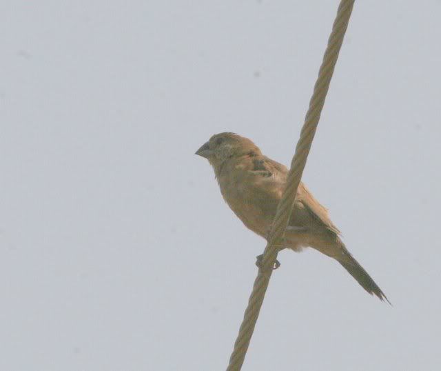 silverbill 180409