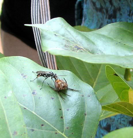 wasp paralyzing spider 111008