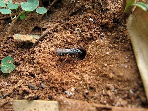 pompilid wasp in burrow