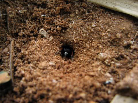 pompilid wasp in burrow burying spider