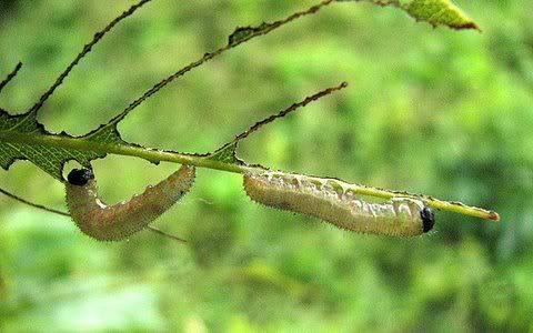 caterpillars with eaten leaf
