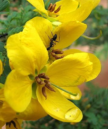 flower with rain and insect