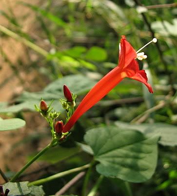 un id red trumpetish wildflower