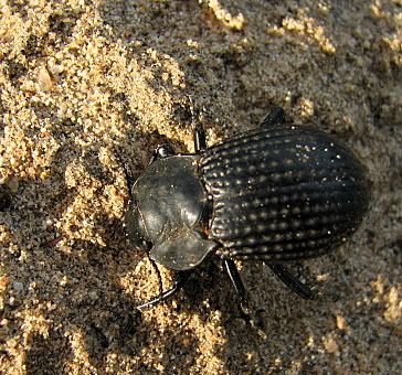 armoured beetle
