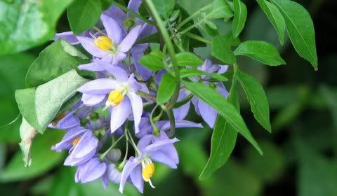 un id lilac wildflower